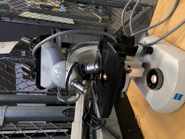 Zeiss Standard 14 Lab Microscope (304787)
